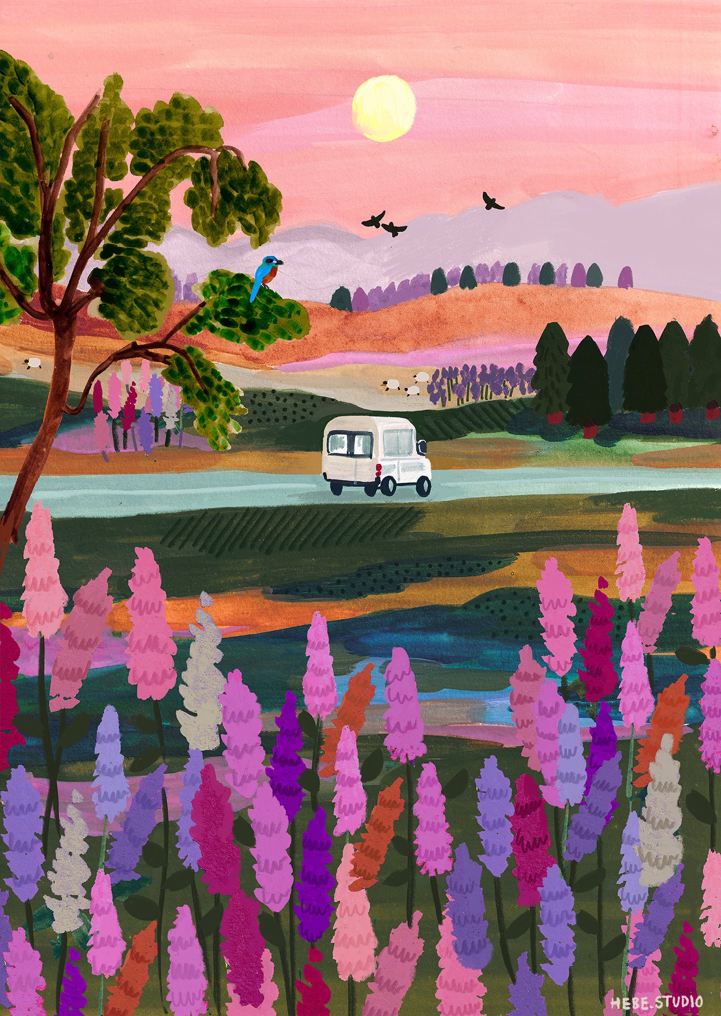 Van Life NZ